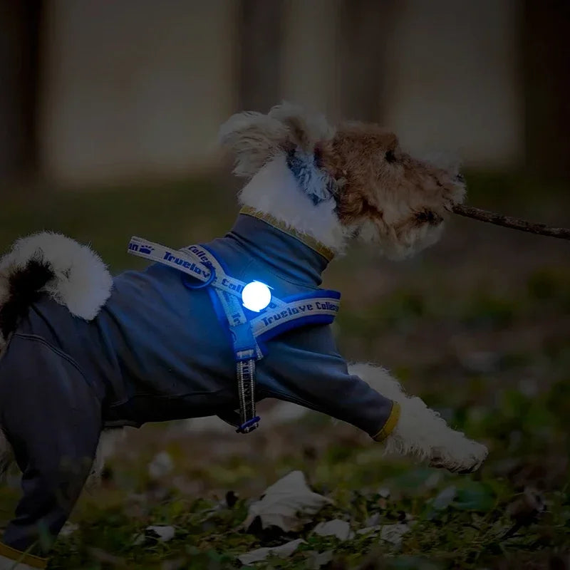 Truelove Pet Outdoor Waterproof Safety LEDLIGHT  Flash Light Pet Accessories Dog Products TLD19103