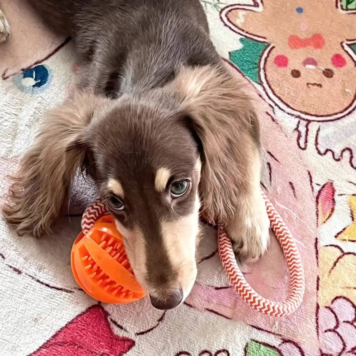 Pet Toy Dog Bite-Resistant Cotton Rope Hand-Held Treat Ball for Teeth Cleaning and Training, Interactive Educational Toy Ball